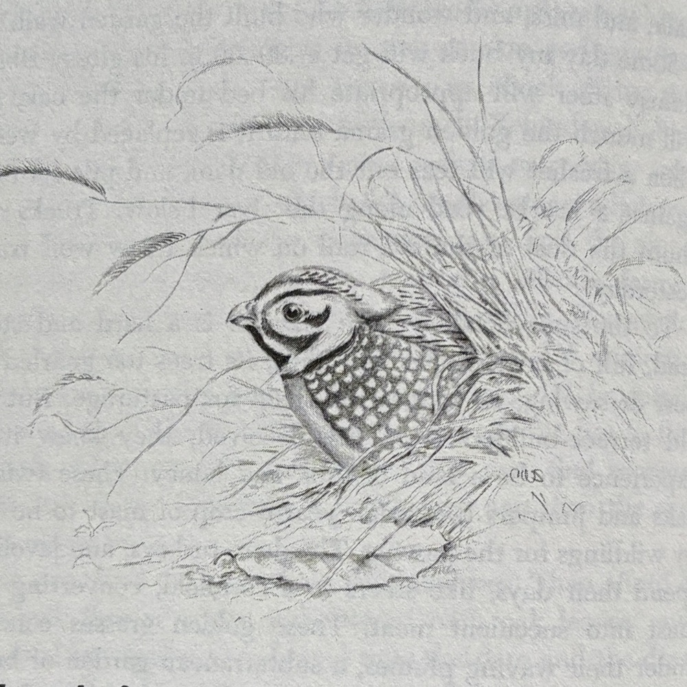 1968 A Sand County Almanac Aldo Leopold Nature Sketches Season Naturalist Gift - Picture 3 of 10